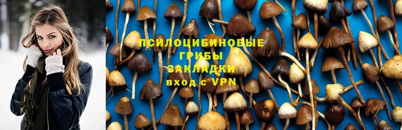 Псилоцибиновые грибы Cubensis  закладки  Кувшиново 